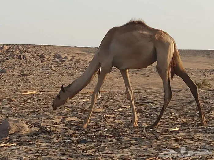 بكره للبيع 2