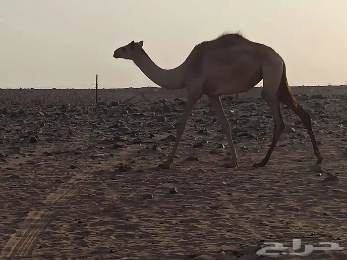 بكره للبيع 0