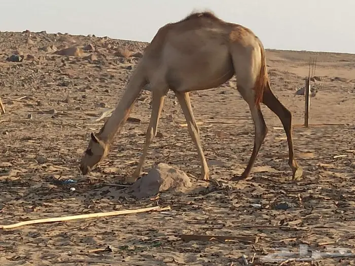 بكره للبيع 1