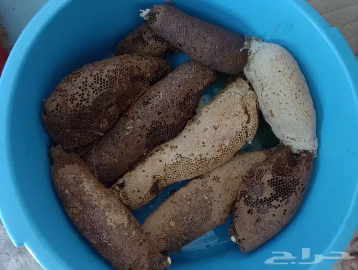 عسل بري حر قطف جديد 17كيلو موجودالان انا بمكه المكرمه 3