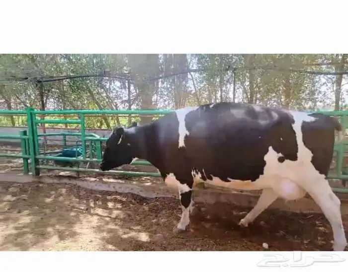 عجول هولندي للبيع 0