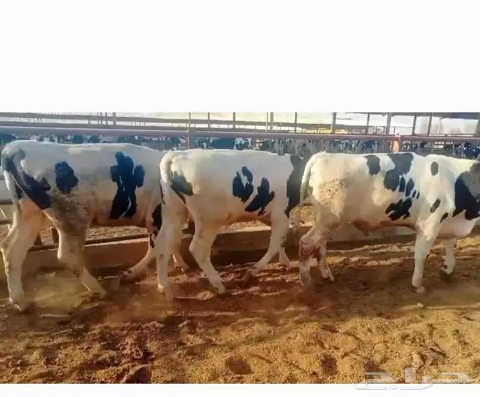 عجول هولندي للبيع 2