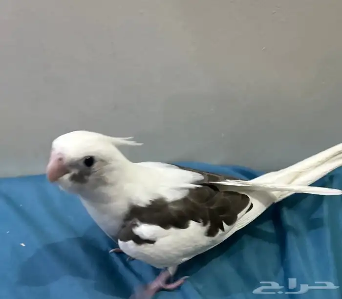 كروان هولندي 1
