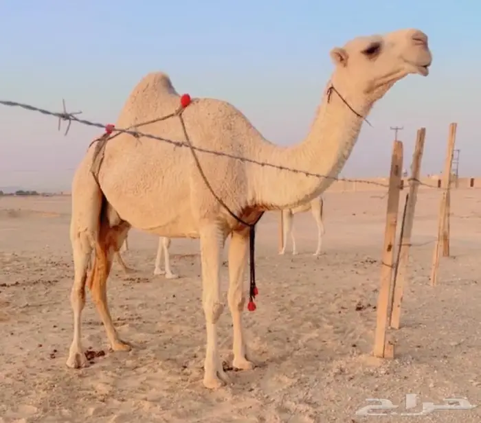 عشرا مبيوع ولدها كفوو 0