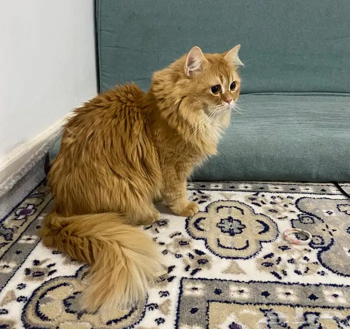 قط ذكر بيرشن شعره كثير وجميل 0