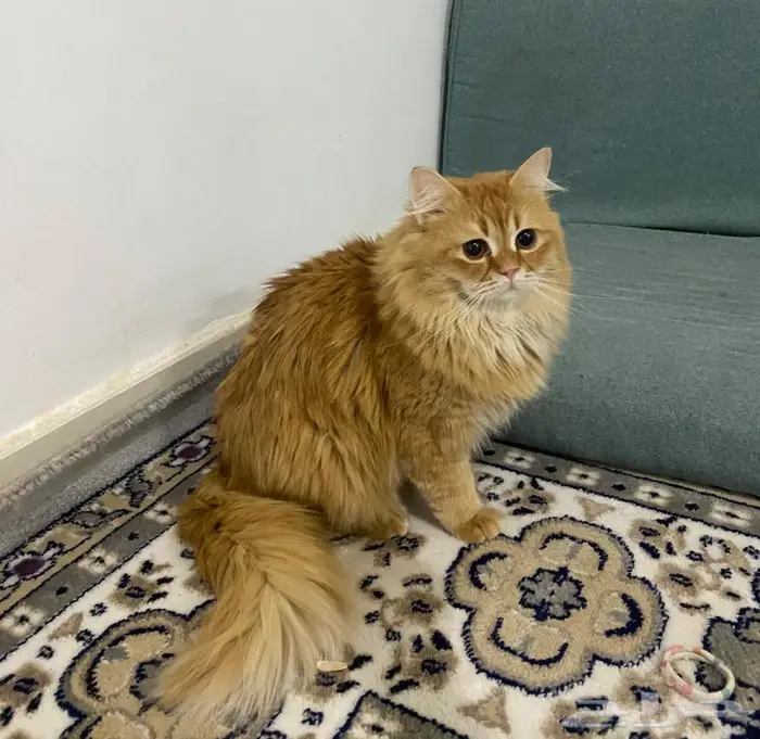 قط ذكر بيرشن شعره كثير وجميل 1