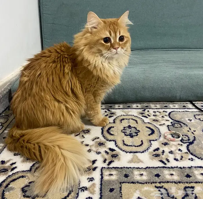 قط ذكر بيرشن شعره كثير وجميل 6