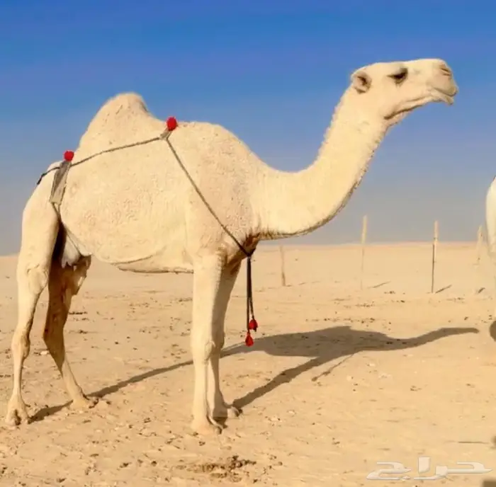 عشرا مبيوع ولدها كفوو 1