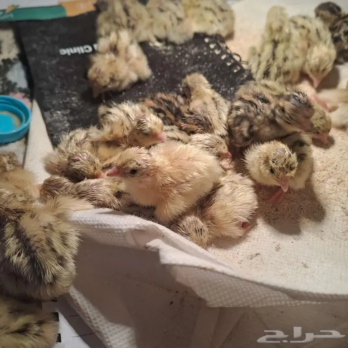 صوص سمان فري 1