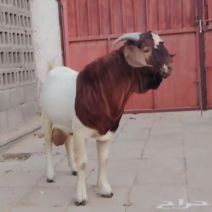 فحل بورقوت فاخر 4
