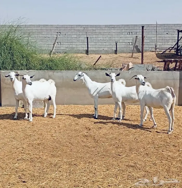معزا بيشيات عفر ( بيض ) 1