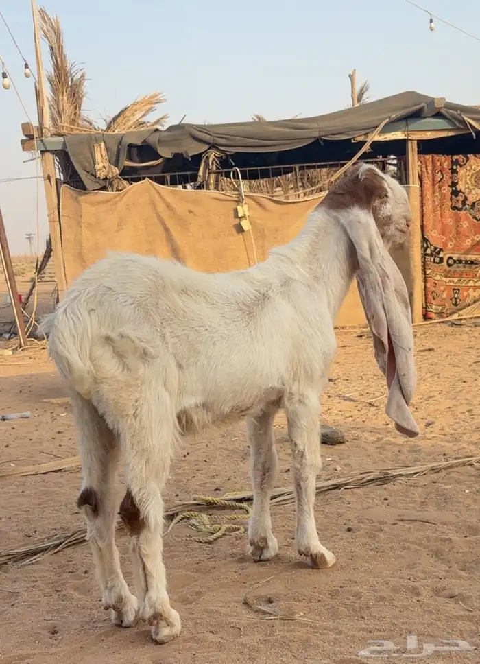 تيس صنف 0