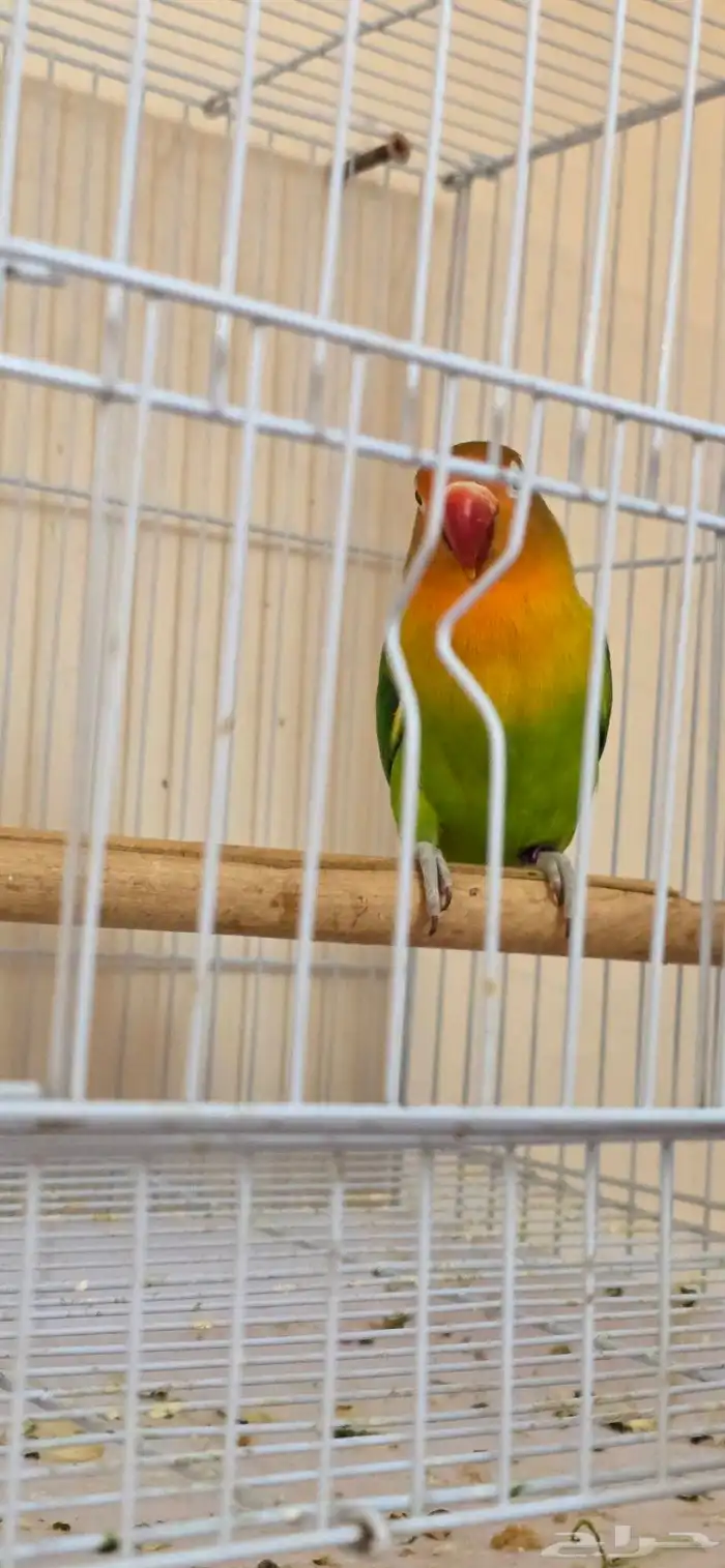 انثى روز فيشر 0