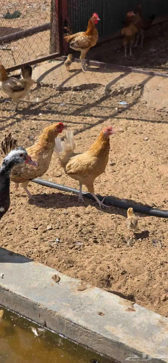 للبيع بط ودجاج مفرخ 6