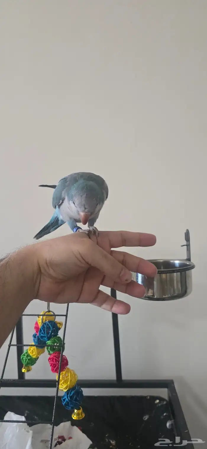 للبيع ببغاء كويكر اليف و متكلم ولا يعض 0