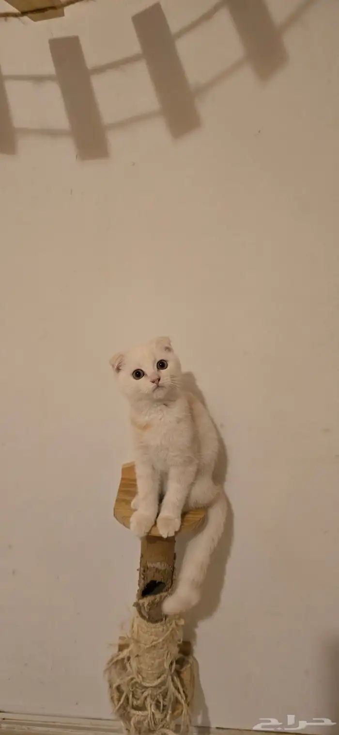 للبيع بسعر رمزي 3
