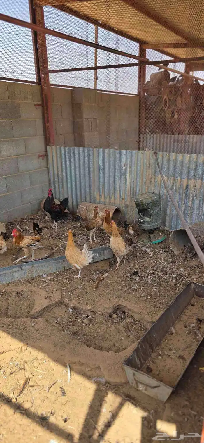 للبيع بط ودجاج مفرخ 7