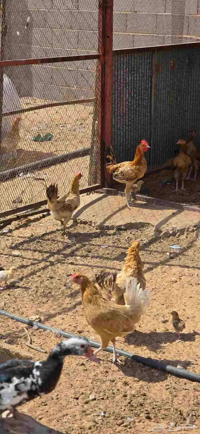 للبيع بط ودجاج مفرخ 5