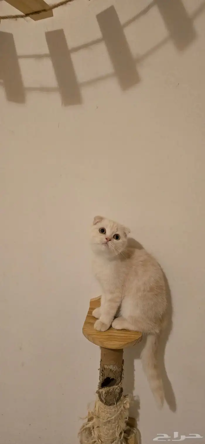 للبيع بسعر رمزي 1