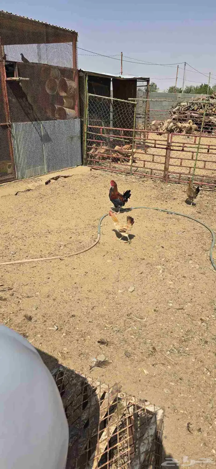 للبيع بط ودجاج مفرخ 3