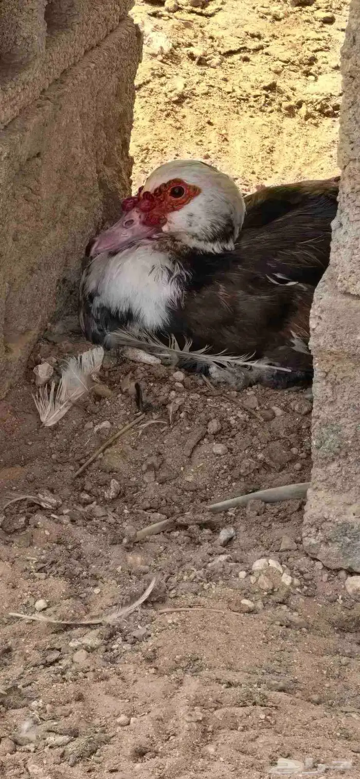 للبيع بط ودجاج مفرخ 1