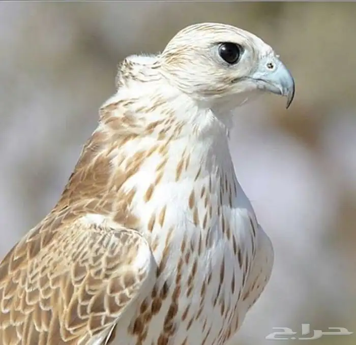 تصميم شيلات و نشر على قناة يوتيوب 60 الف مشترك 0