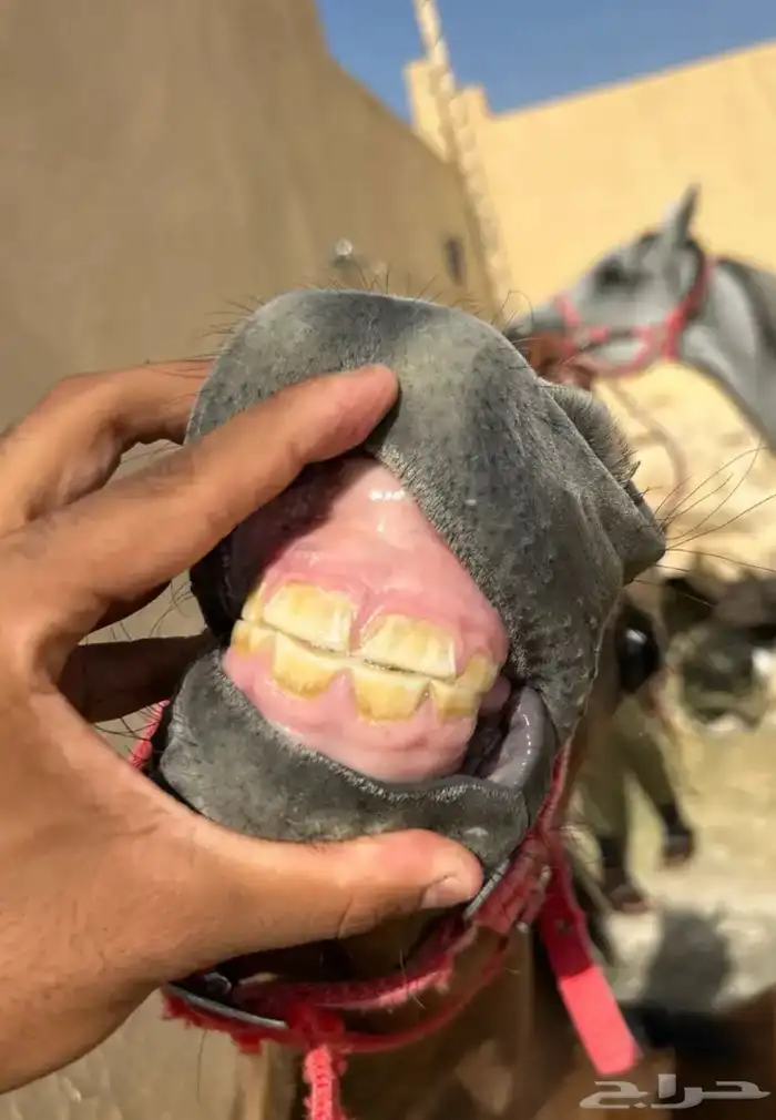 للبيع مهره واهو 4