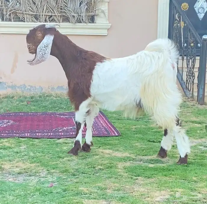 جفره شاميه نادره وطيبه 0