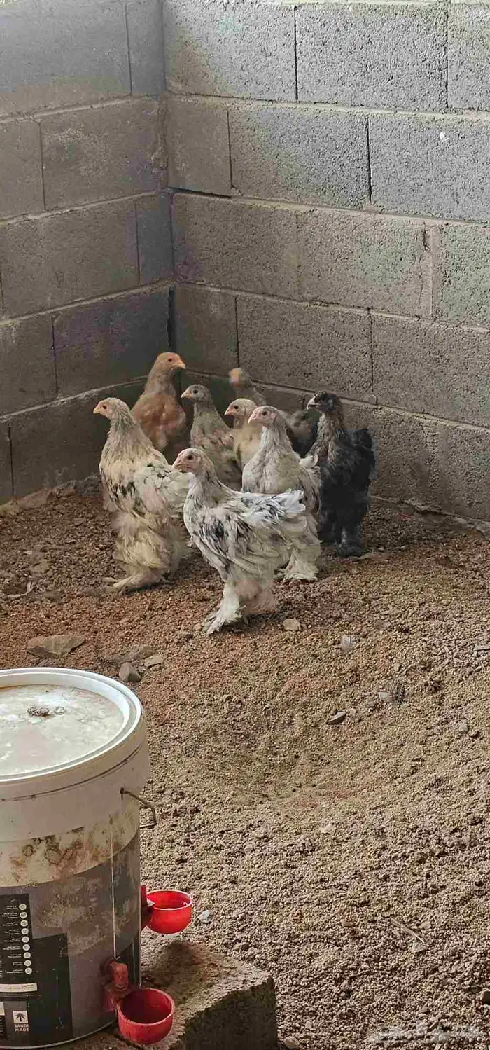 8 فروخ براهما العمر بين 3 شهور و 4 شهور 3