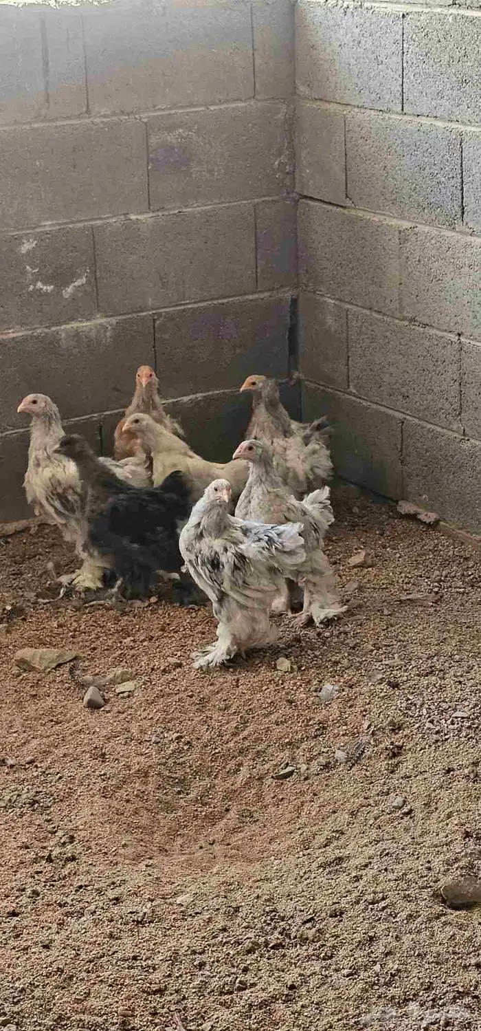 8 فروخ براهما العمر بين 3 شهور و 4 شهور 0