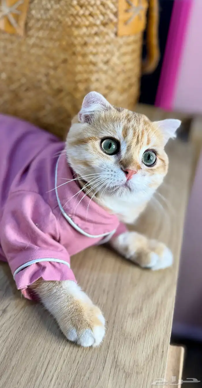 ذكر سكوتش فولد تم البيع 0