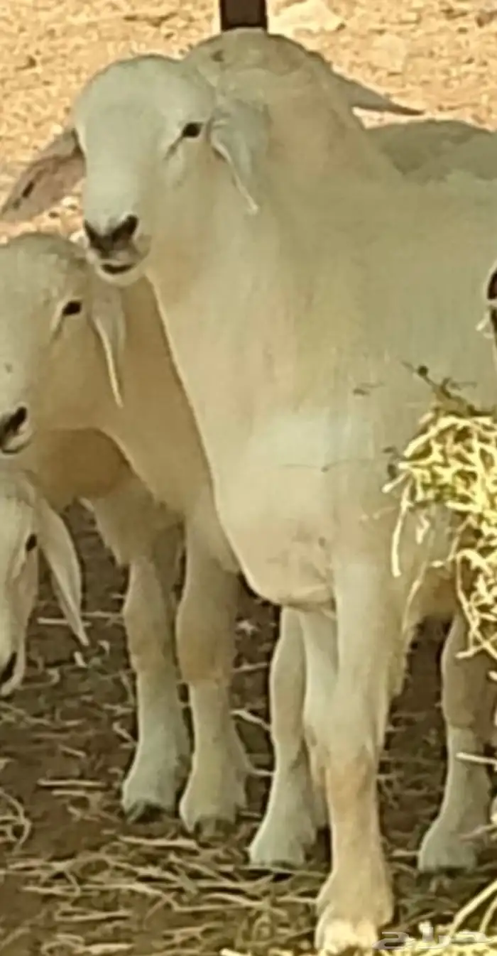 مشروع فحل للبيع اساس طيب 1