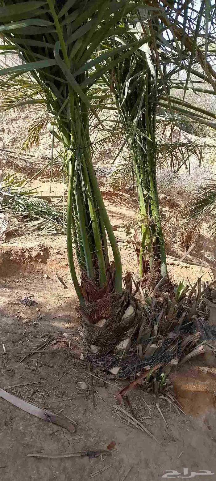 نخل للبيع نجران عسير 1