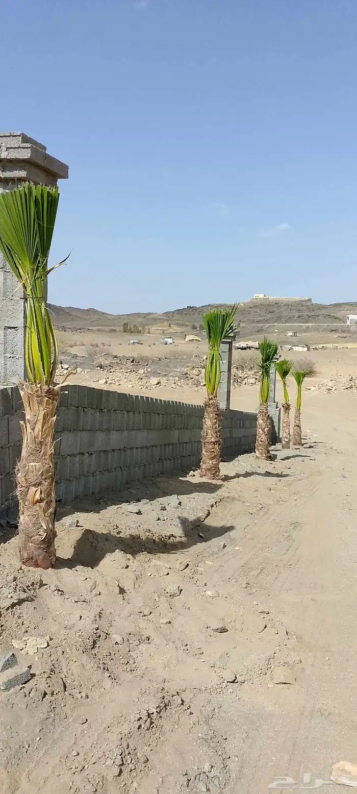 نخل للبيع نجران عسير 6