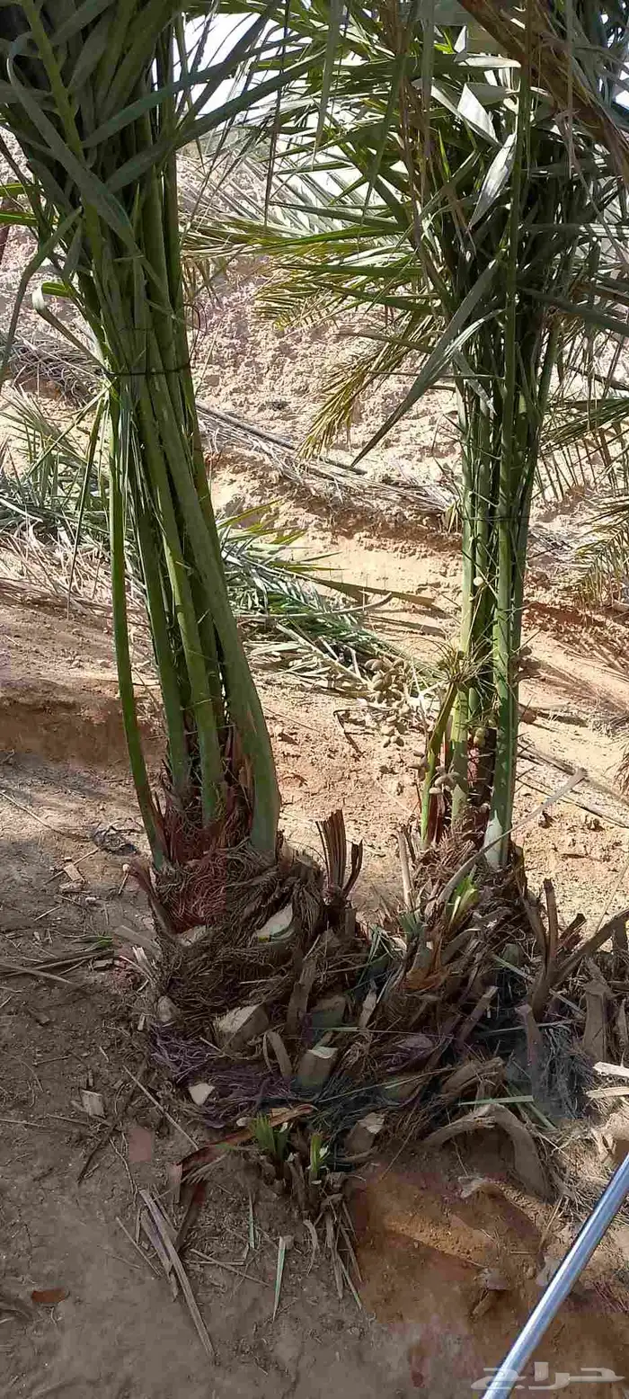 نخل للبيع نجران عسير 2