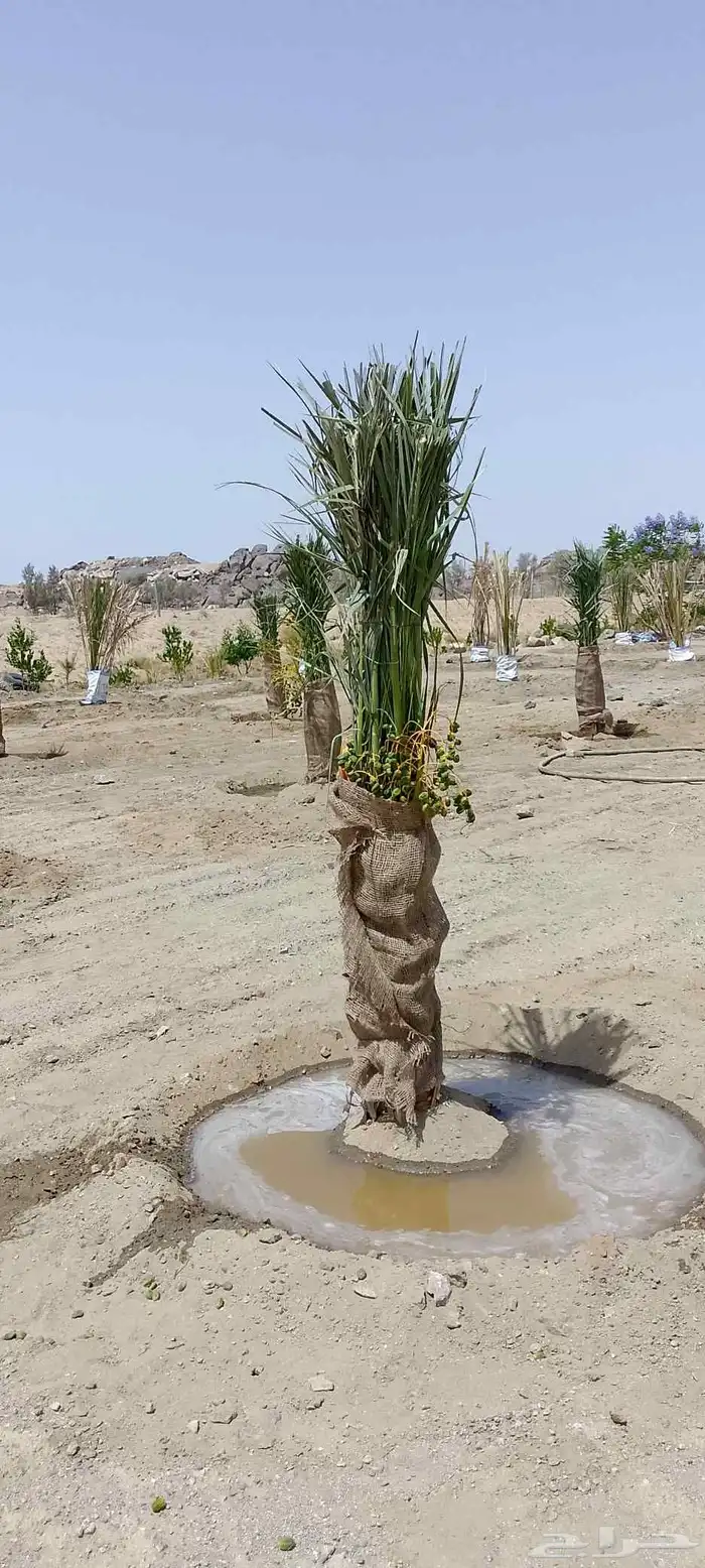 نخل للبيع نجران عسير 7