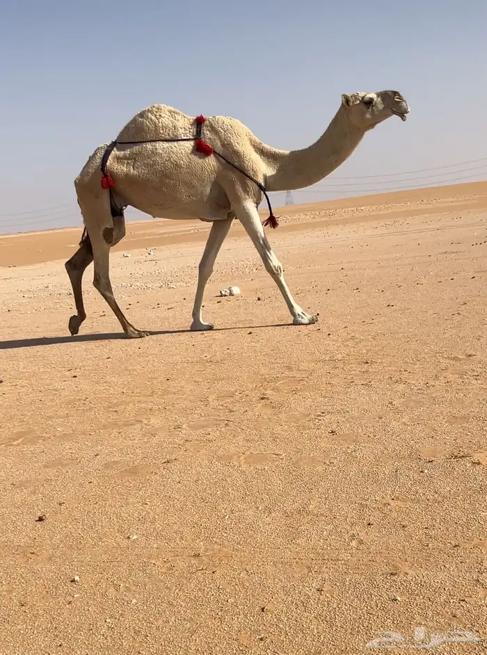للبيع ضروبه شقحاء كفو 0