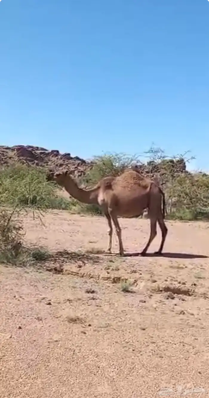 ابل حمر لقيح وخلفات 7