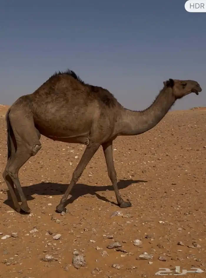 للبيع ناقه صفراء طيبه 0