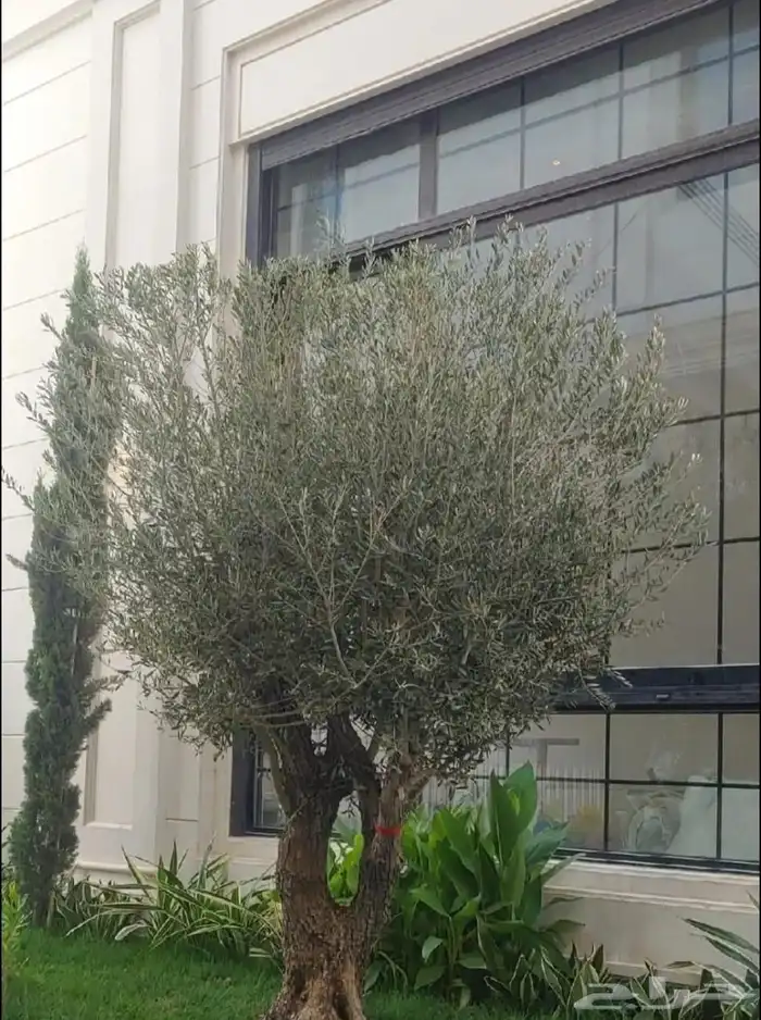 يوجد لدينا اشجار الزيتون وترمنليا وشجار ضل كبيره من 4