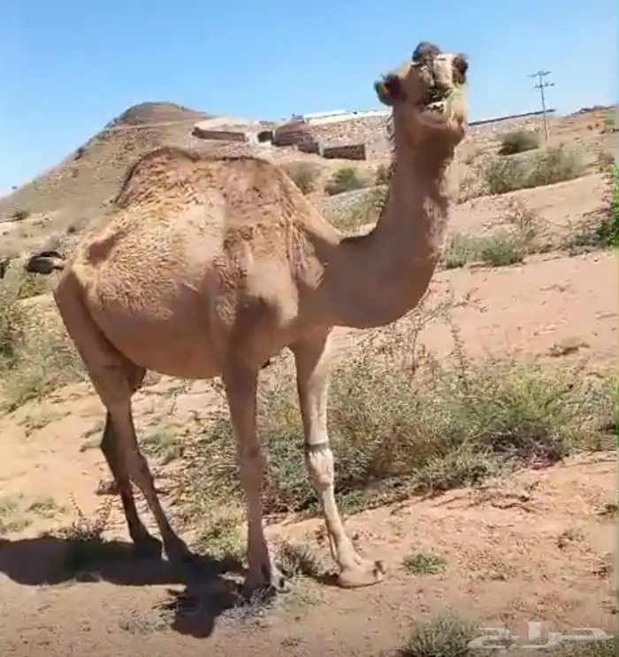ابل حمر لقيح وخلفات 8