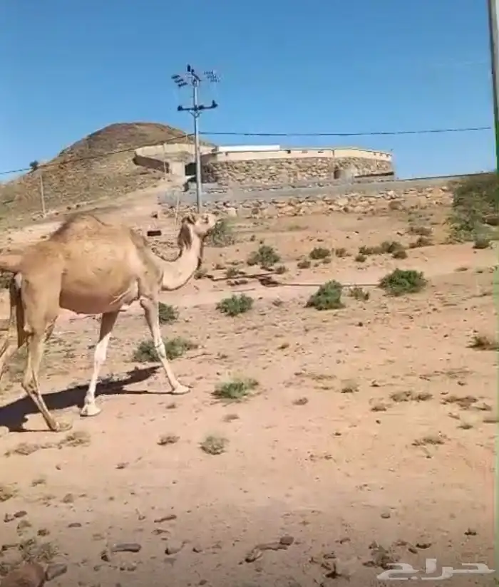 ابل حمر لقيح وخلفات 9