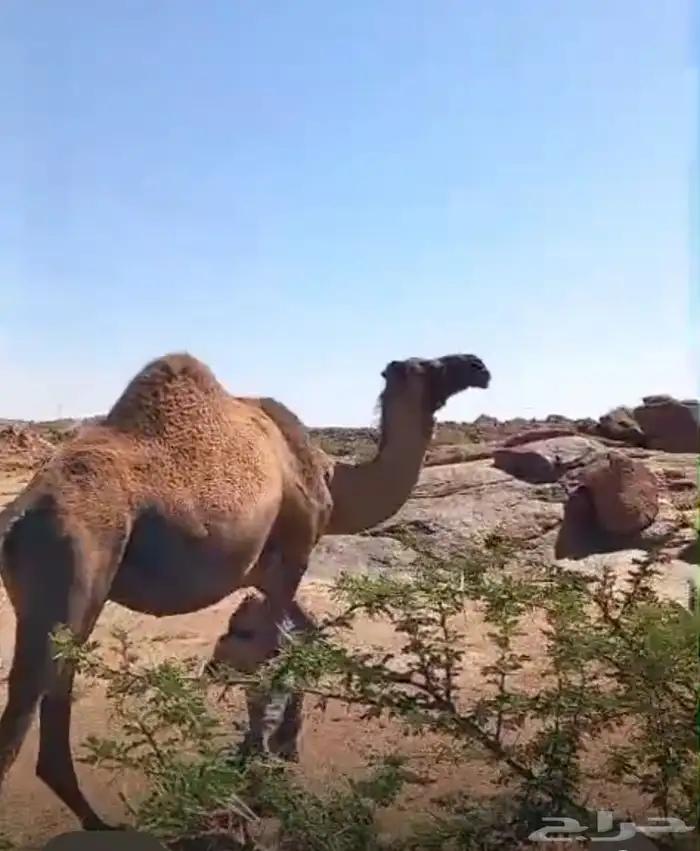 ابل حمر لقيح وخلفات 4