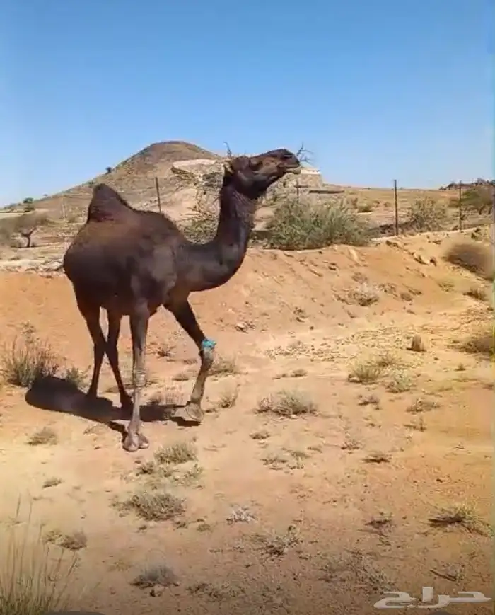 ابل حمر لقيح وخلفات 3