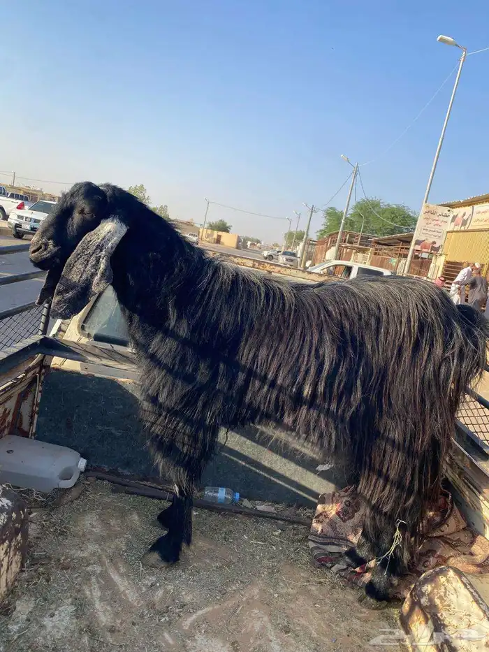 تيس فحل طيب للبيع 0