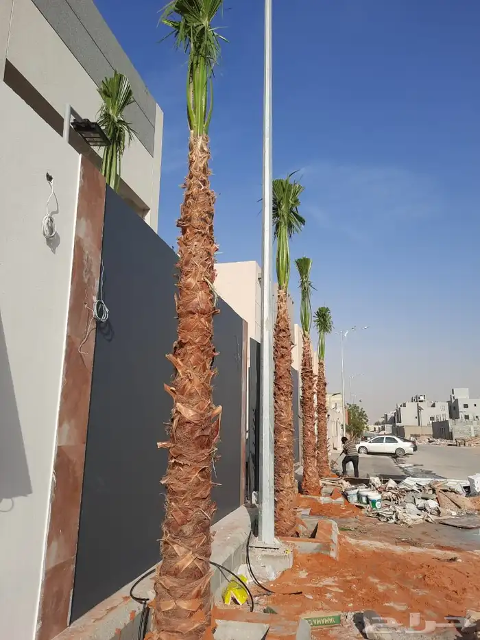 نخيل واشنطني امريكي ابو مروحه 1