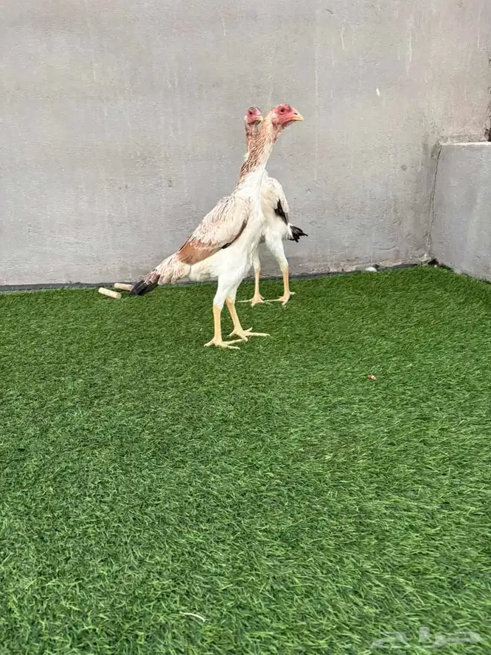 شامو ياباني 3