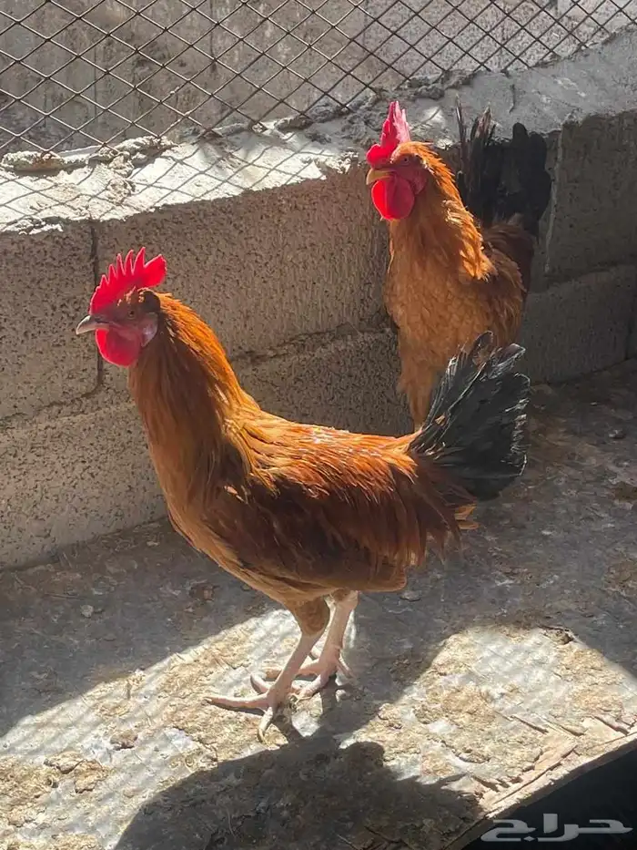 للبيع ديوك 2