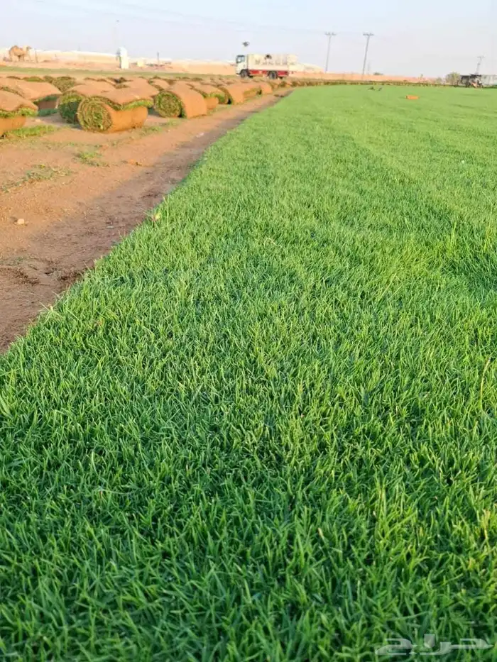 منسق حدائق القصيم 3