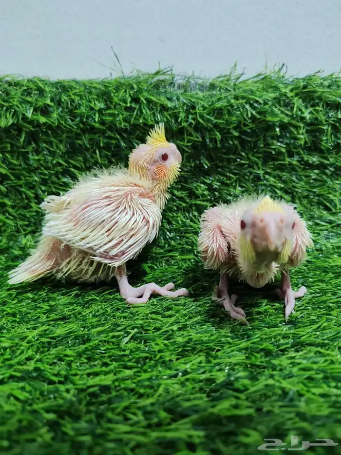 فروخ كروان 3